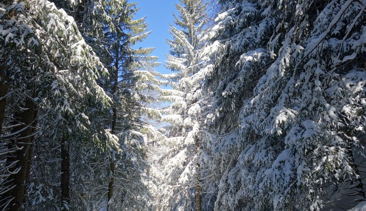RS winterwald schnee