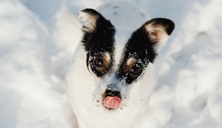 hund winter